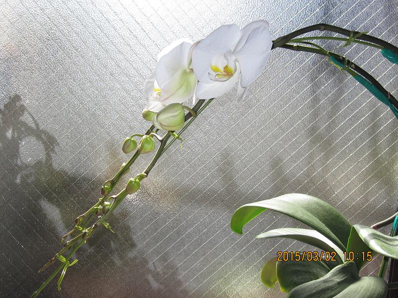 胡蝶蘭の蕾の開花様子 花の大きさ 蘭の楽しみ