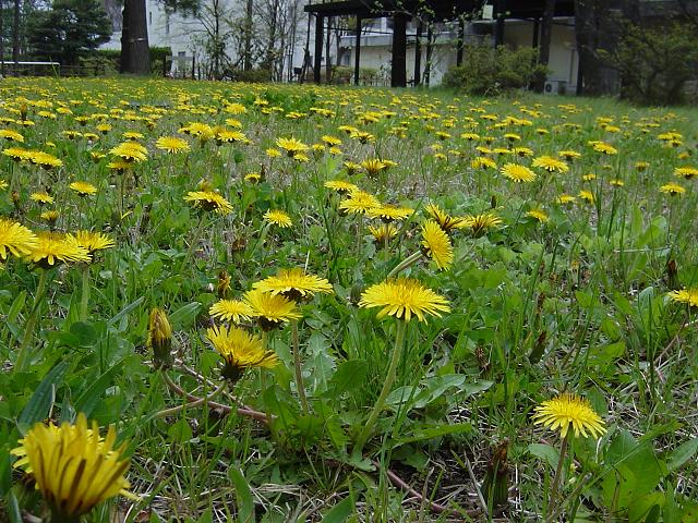 タンポポ　花言葉は「思わせぶり」