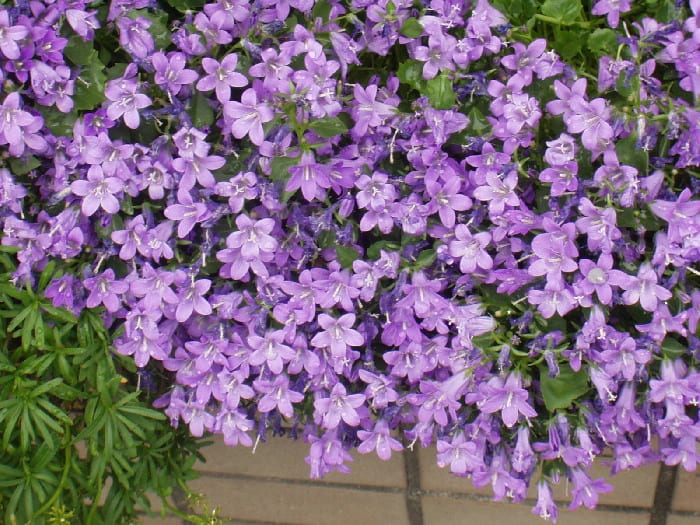 紫の絨毯 花 Hana