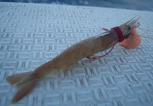鹿島沖 大鯛連発も蚊帳の外 Humdrum 鹿島沖 大鯛連発も蚊帳の外 Humdrum