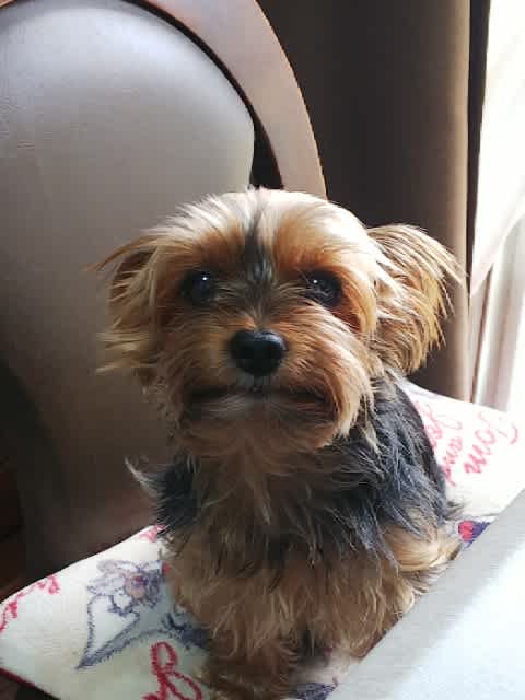 台風の避難場所 昭島市辺玉川小学校はペットダメ 虎孫 あさの実の愉快な毎日