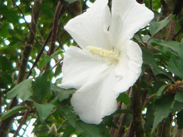 白い芙蓉の花です。