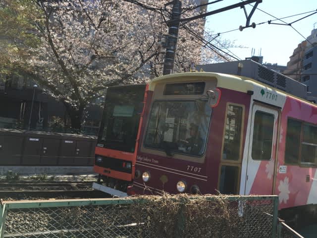 都電荒川線 と神田川の桜 (ば) - がやがや通信