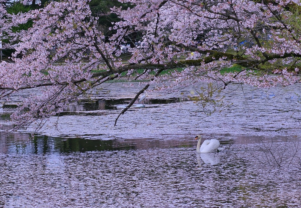 奥卯辰山健民公園 桜の花筏と白鳥 コブハクチョウ とアオサギ 金沢から発信のブログ 風景と花と鳥など