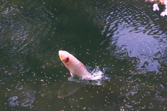 鯉のジャンプ 旅の写真館