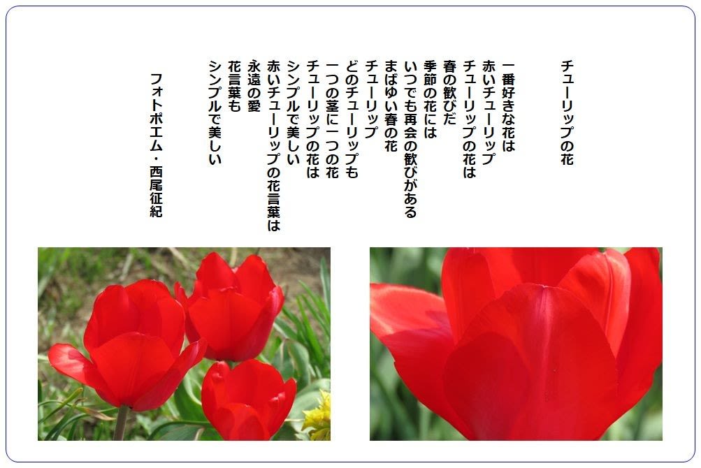 チューリップの花 フォトポエム 西尾征紀 Nishio Masanori