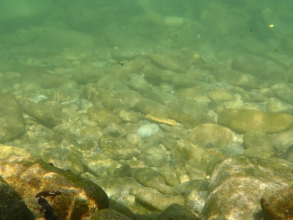 渓流釣りをしたけど全く釣れないので カメラの水中撮影モードを試してみた 探索 採集 飼育みたいな雑記的記録
