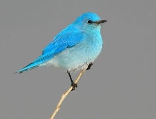 ツイッターの青い鳥は何の鳥か について考える 団塊オヤジの短編小説goo