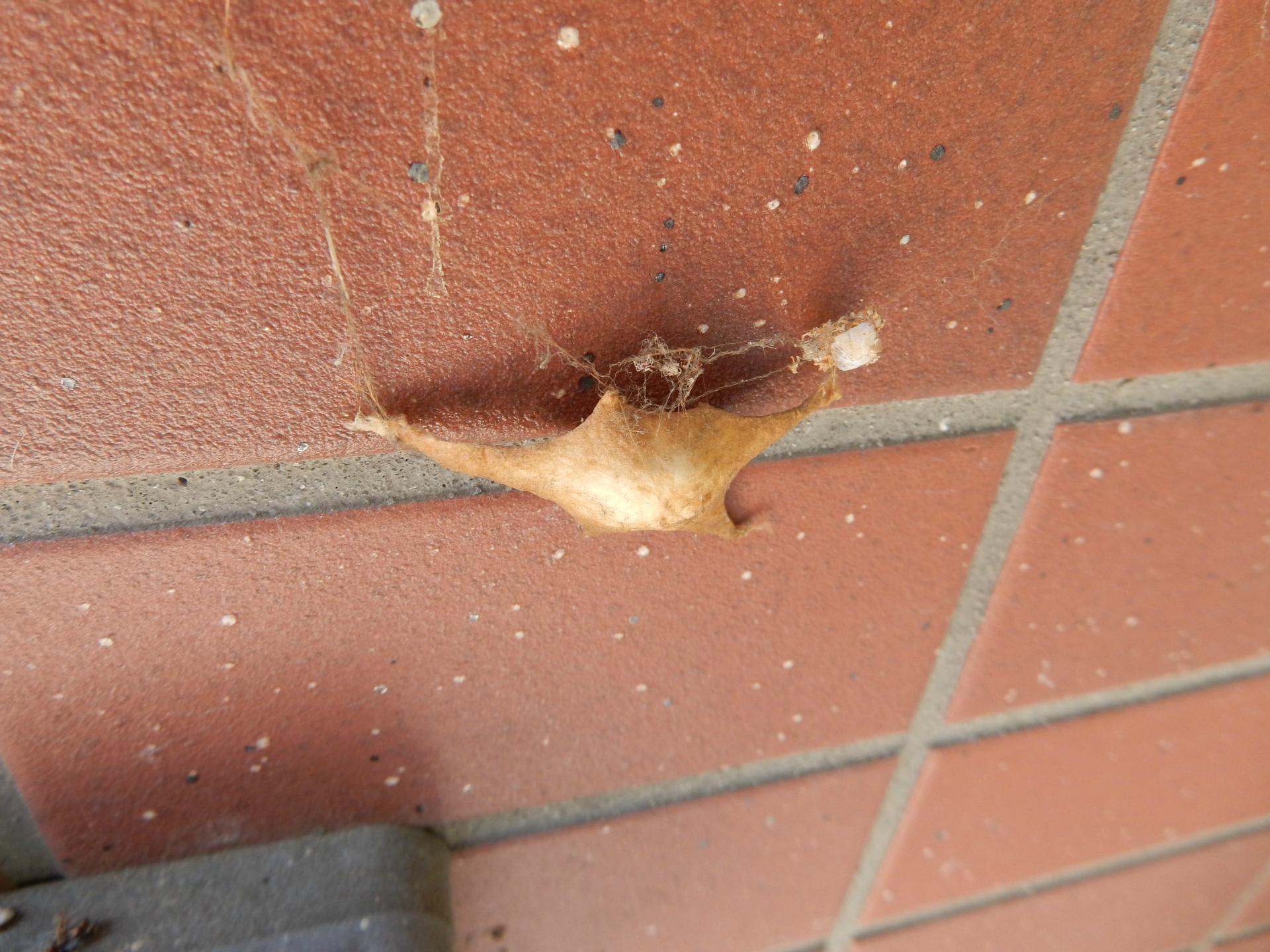虫が苦手な人は見ないでね クモの卵のうと子グモ Konasukeの部屋 虫が苦手な人は見ないでね クモの卵のうと子グモ Konasukeの部屋