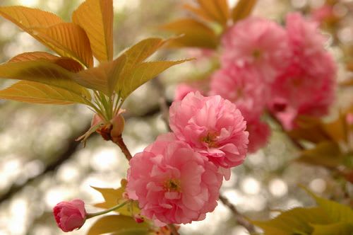 sakra052.jpg: 八重桜の花