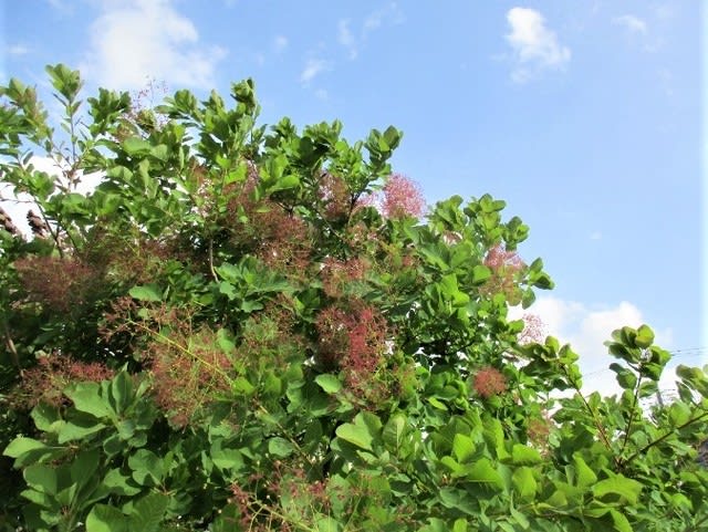 面白い名前 煙の木の花の写真です 後藤和弘のブログ