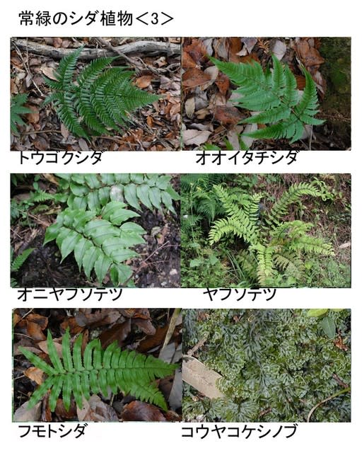 常緑のシダ植物 3 野生生物を調査研究する会活動記録