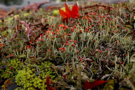 まるで赤い小さな花が咲いているみたい 京都園芸倶楽部のブログ