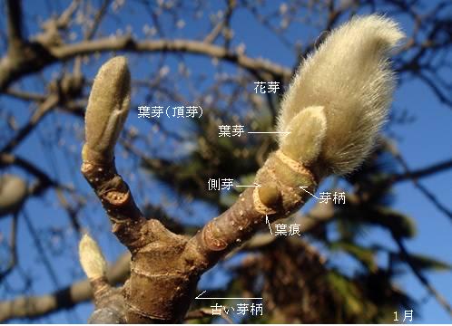 ハクモクレン 白木蓮 北を向く蕾と純白の花 里山コスモスブログ