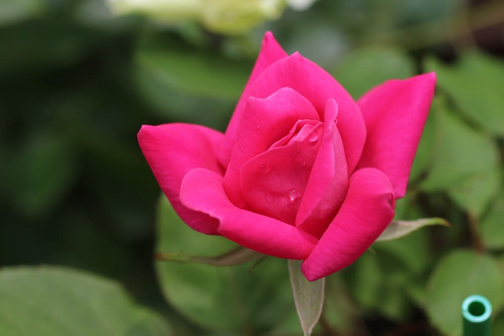 バラ ローズピンクのピンクダブルノックアウト お庭の出来事２ つづきです