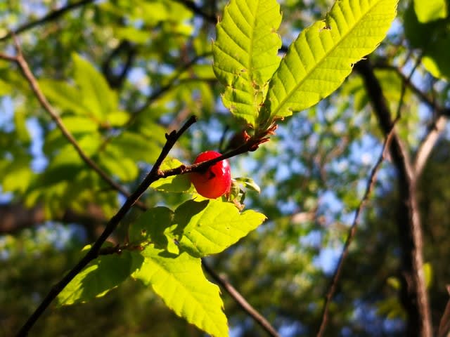 この春 クリの木に赤い実が ｇｏ ｔｏ ｎａｔｕｒｅ 江津 自然