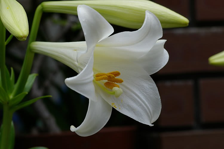 テッポウユリ 鉄砲百合 Lilium Longiflorum Flower Photograph