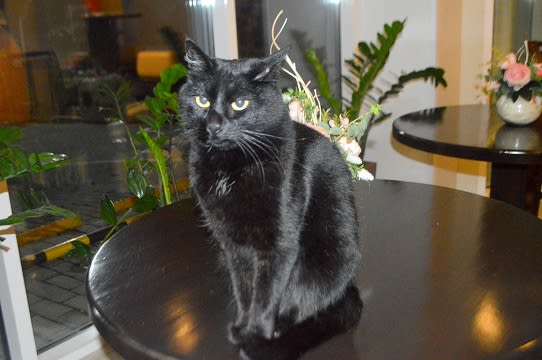 黒猫のいるホテル ロシア ウラジオストク紀行 ワンダースター 航星記