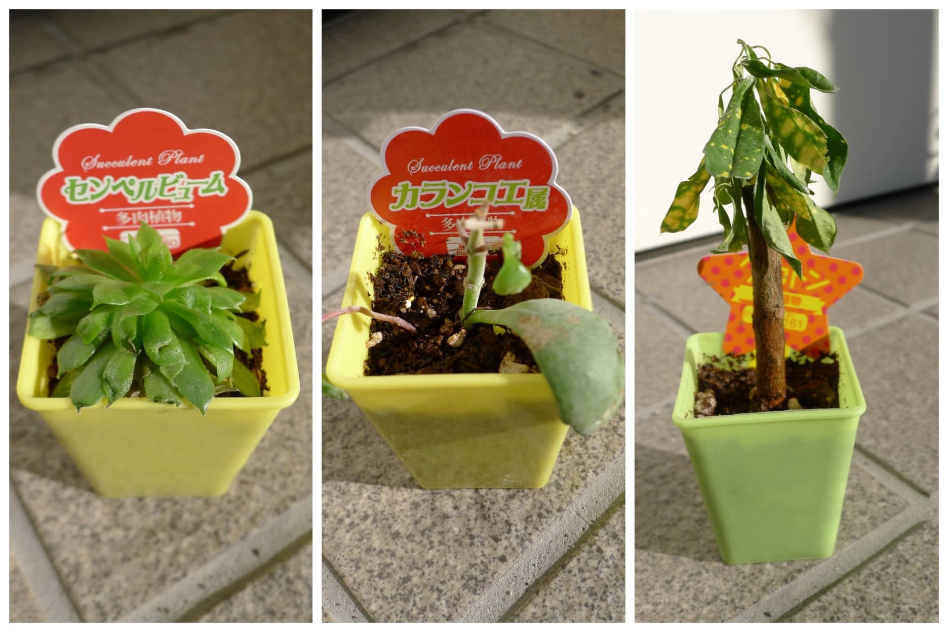 売る方も売る方なら モノグサオヤジの花いじり草いじり 売る方も売る方なら モノグサオヤジの花いじり草いじり