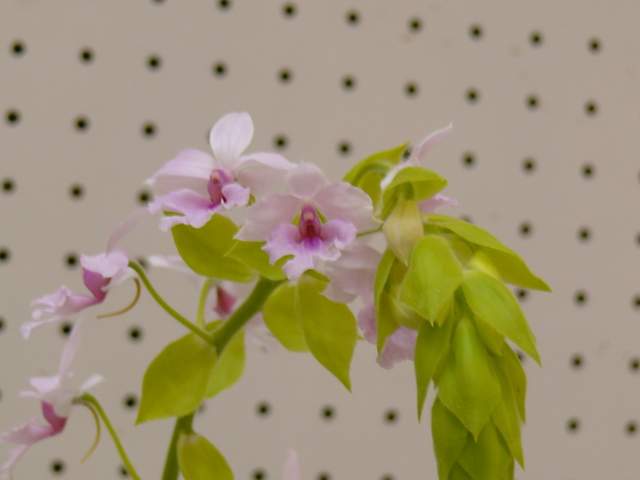 オーキッドクラブ岩手 の洋ラン カランセ エルメリ 年2月14日 金 Peaの植物図鑑 オーキッドクラブ岩手 の洋ラン カランセ エルメリ 年2月14日 金 Peaの植物図鑑