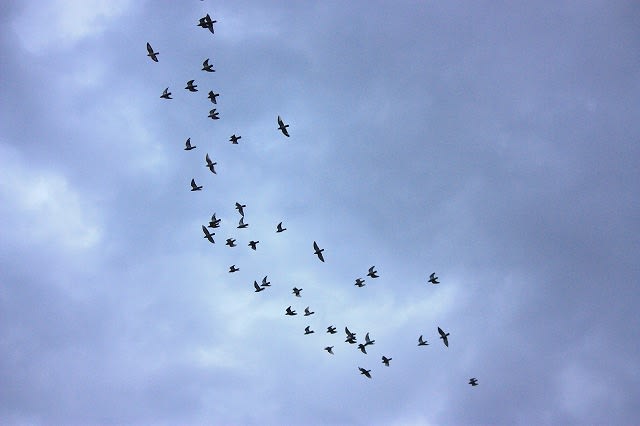 集団で飛ぶ鳥 さくらんぼの気まぐれ写真日記