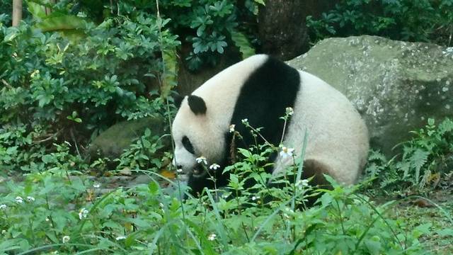 台湾の大熊猫 いつでもmahalo