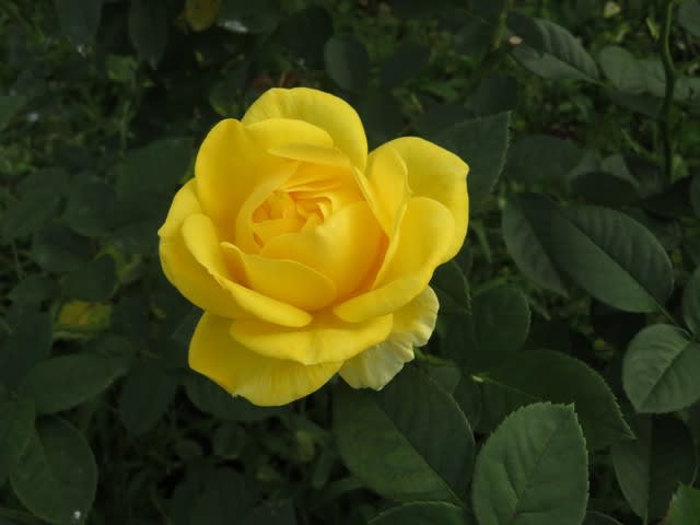鮮やかな黄色のバラ 伊豆の踊子 薔薇シリーズ109 野の花 庭の花