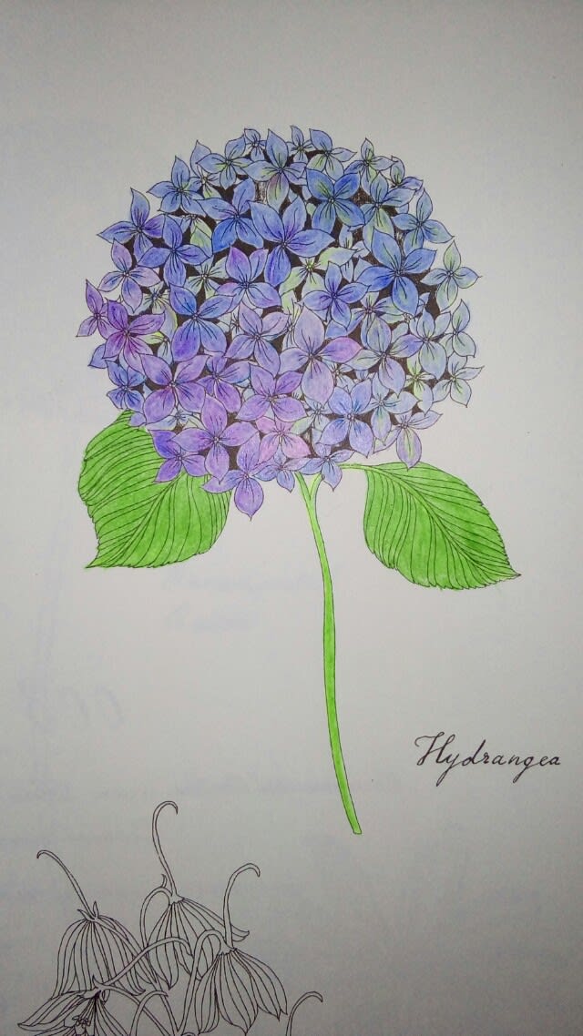 世界一美しい花の塗り絵 2ページ目 Color Pencil