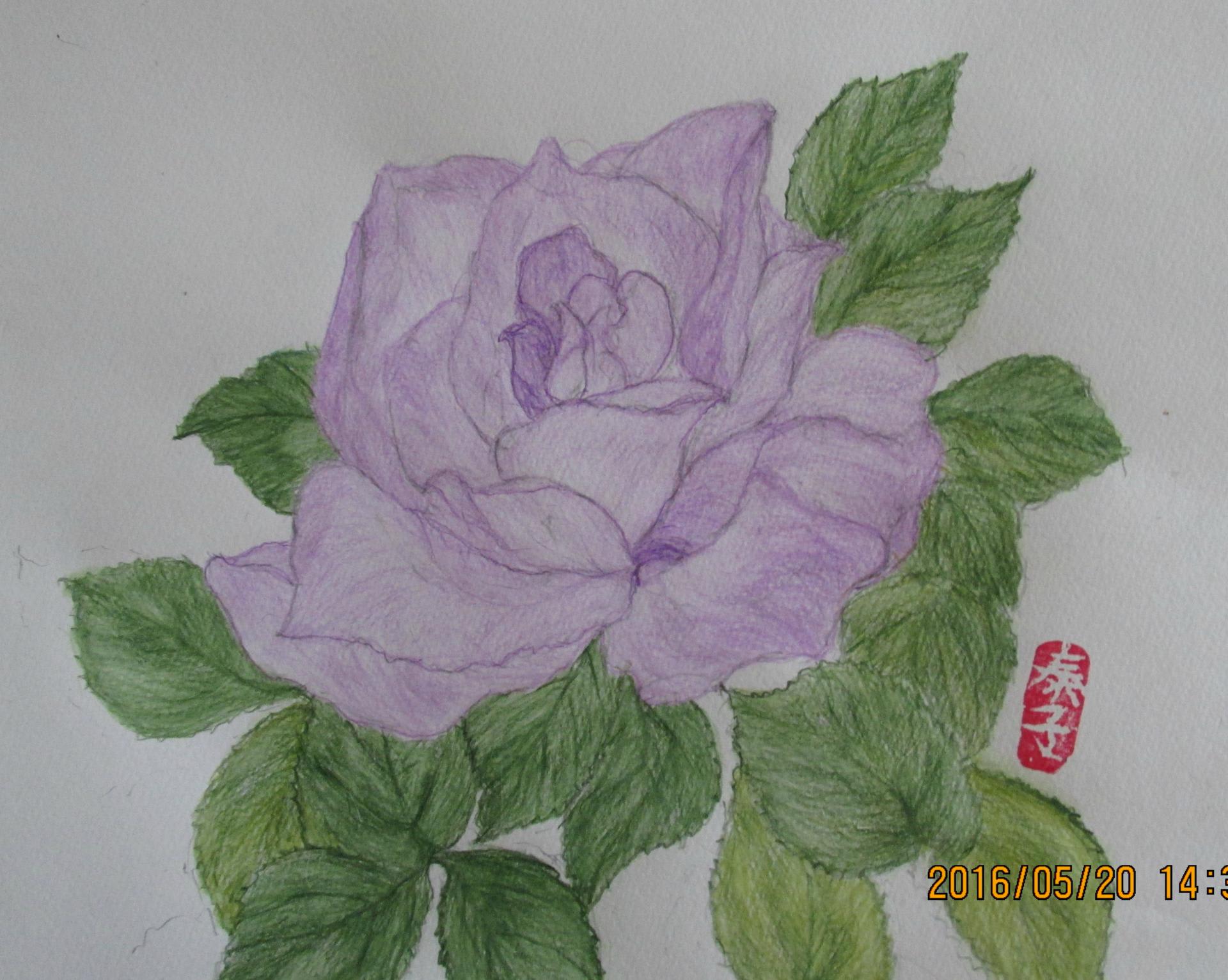 薄紫色のバラ ひろ子の絵手紙 絵画日記