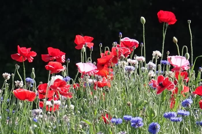 ポピーの花畑 葛西臨海公園 都内散歩 散歩と写真