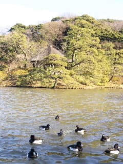 本牧 三溪園ベジランチ＆甘味処 2010.1.7