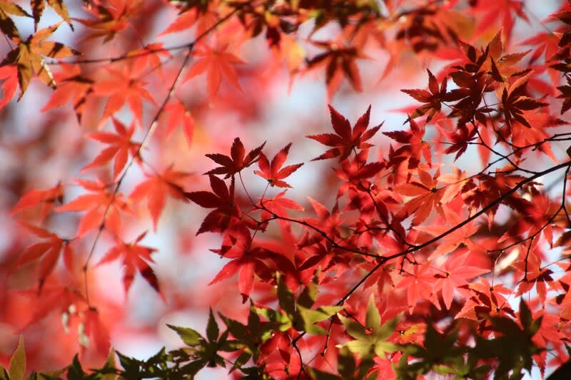 埼玉 嵐山渓谷の紅葉 ハイブリッドな生活 旧ルノーな生活