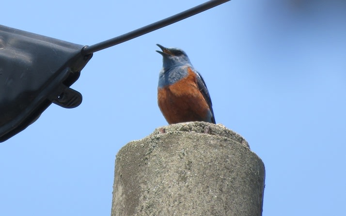 この鳥の名前を教えて下さい 私はあなたが好きですと歌っています 私的美遊空間