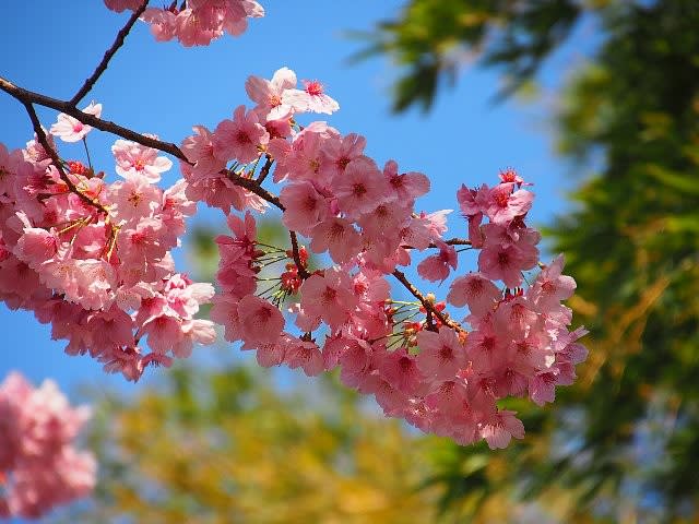 鮮やかなピンクの桜 陽光 庭先の四季