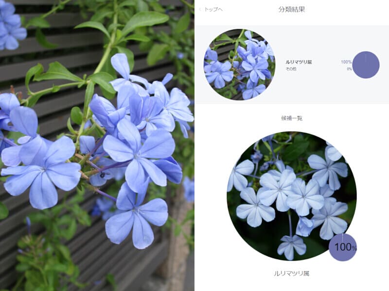 09月27日 青い花