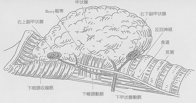 神経 反 麻痺 回 反回神経麻痺の特徴・症状と治療法について【医師監修】救急病院一覧あり