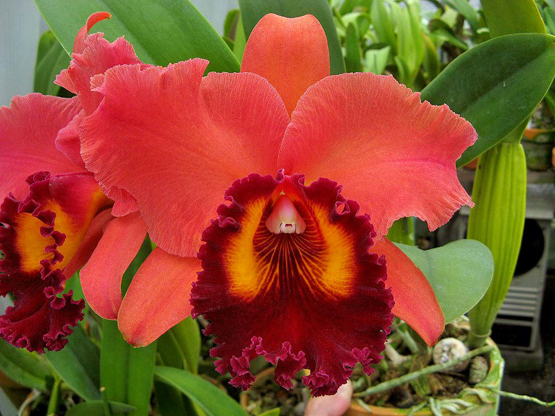 Rlc. Sunstate Colorchart'Sachi' - カトログ !! ~ カトレヤ Rlc. Sunstate Colorchart'Sachi' - カトログ !! ~ カトレヤ