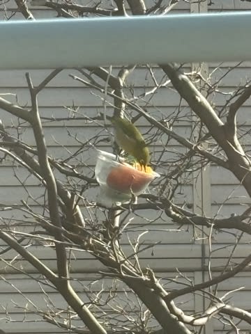大きく嘴をあけて食べるんだね 大きく嘴をあけて食べるんだね