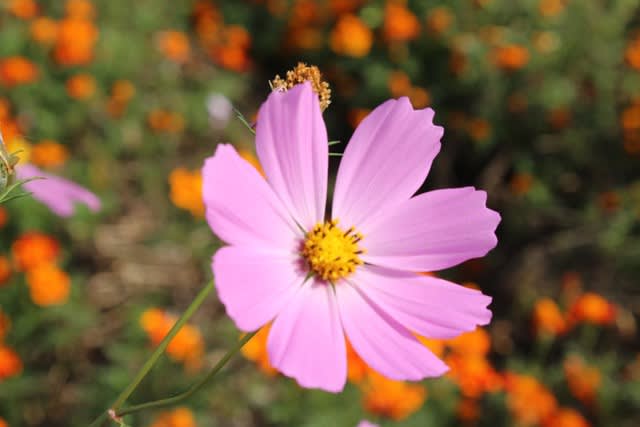 magome20141011009.jpg