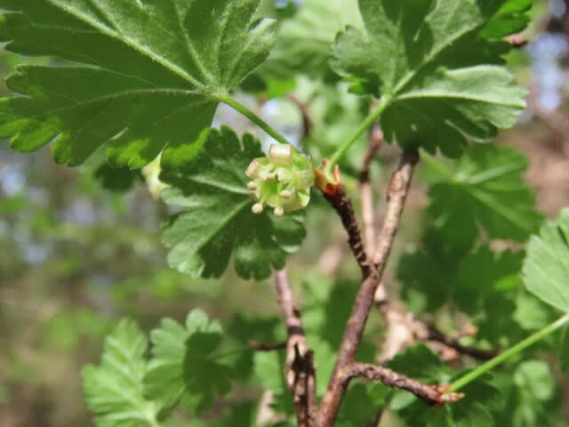 高ボッチ高原・鉢伏山で最近咲いている花　スグリ（酸塊）