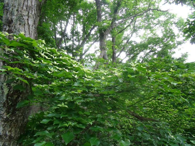 Dscf2712 Dscf2712