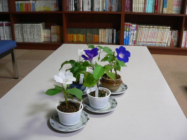 つるなし朝顔が咲き続ける 今日の一枚 つるなし朝顔が咲き続ける 今日の一枚