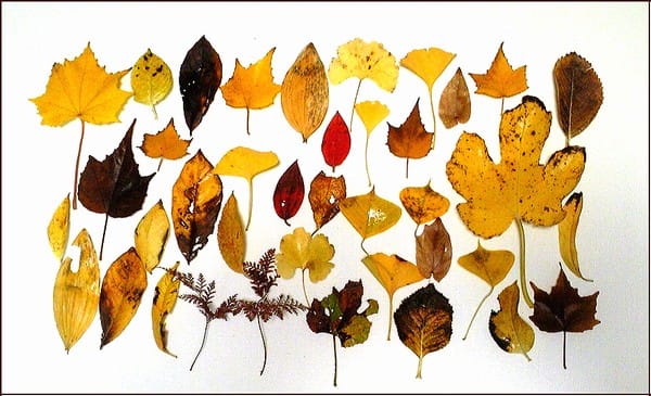 12種類の落ち葉たち 日々を綴る私のブログ