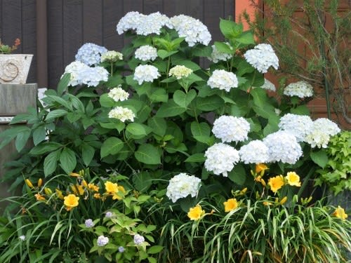 紫陽花の季節到来 旅するガーデナー