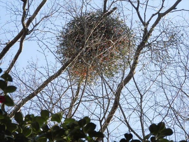 寄生植物 ヤドリギ 今度は見える 相模原市緑区 笑顔と健康はキクイモから ブログ 菊芋 生産 通販 販売 全国発送