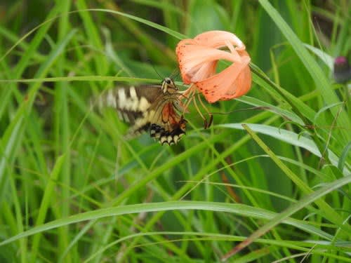 高ボッチ高原・鉢伏山で最近見る事の出来る昆虫　キアゲハ（黄揚羽）