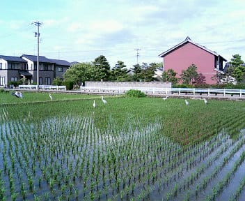 隣の田んぼ