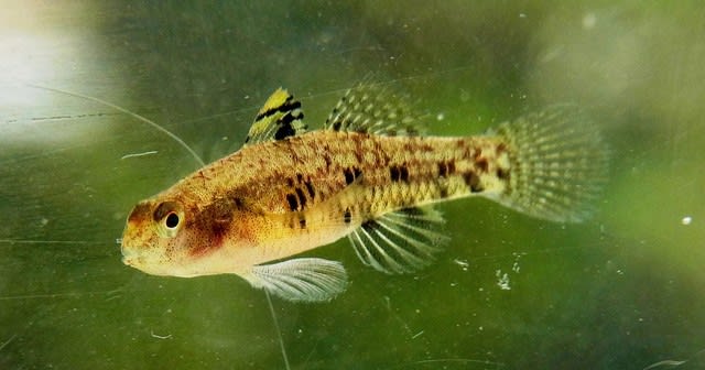 ヒナハゼが街にやってきた 私魚人 あいうおんちゅ 定年親父の魚三昧 タナゴ仕掛けとガサで出会った魚たち ヒナハゼが街にやってきた 私魚人 あいうおんちゅ 定年親父の魚三昧 タナゴ仕掛けとガサで出会った魚たち