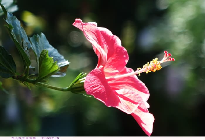 ハイビスカス 赤色の一重咲 庭の花 都内散歩 散歩と写真