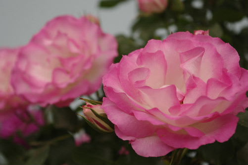 国際バラとガーデニングショウ オードリーが愛した庭 小さな庭の花日記